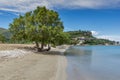 Green tree at Keriou beach, Zakynthos, Greece