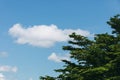 Green tree leaf with blue sky and white clouds.