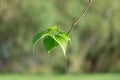 Green tree leaf on a branch on a background Royalty Free Stock Photo