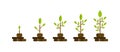 Green tree with leaf growth diagram. Business cycle development, investment. Royalty Free Stock Photo