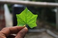 Green tree leaf in the hand Royalty Free Stock Photo