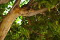 Green tree, leaf texture, nature tenerife