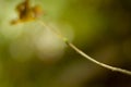 Green tree leaf  autumn wood macro background nature beauty beautiful Royalty Free Stock Photo