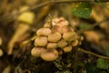 Green tree leaf mushrooms wood macro background nature beauty beautiful Royalty Free Stock Photo