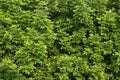 Green tree leafs background Royalty Free Stock Photo