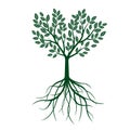 Green Tree with Leafs and roots. Vector Illustration. Royalty Free Stock Photo