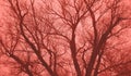 Green tree without leaves against the sky. Toned in coral color