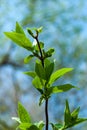 green tree leaves