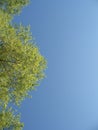 Green tree with leaves in the blue sky Royalty Free Stock Photo