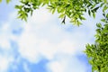 Green tree leaves on blue sky background Royalty Free Stock Photo