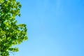 Green tree leaves blue sky background Royalty Free Stock Photo