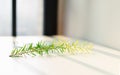 Green tree leaves cast beautiful shadows on a white background in the bright sunlight. extreme close up shot. Royalty Free Stock Photo