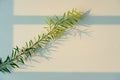 Green tree leaves cast beautiful shadows on a white background in the bright sunlight. extreme close up shot. Royalty Free Stock Photo