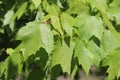 Tree leaves, Green, Tree, Outside