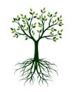 Green Tree with Leaves and Roots. Vector Illustration and graphi