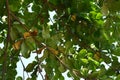 Green tree leaves on tree branches