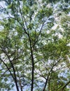 Green Tree Leaves Between Twigs And Branches On A Blue Sky Background