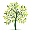 Green tree with leaves vector