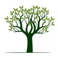 Green Tree with Leaves. Vector outline Illustration. Plant in Garden