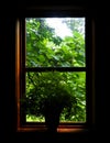 Green Tree Leaves Through a Window Royalty Free Stock Photo