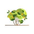 Green tree with lemons, garden shrub with ripe fruits vector Illustration on a white background