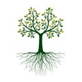 Green Tree of Life with Roots. Vector Illustration