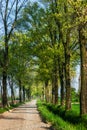 Tree-lined avenue in the spring