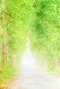 Green tree lined road at sunrise Royalty Free Stock Photo