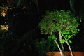 Green tree lit by street lamp on a dark tropical night. Royalty Free Stock Photo