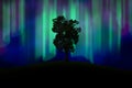 Green tree on little hill with Northern light or Aurora borealis in background. Royalty Free Stock Photo