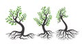 Green Tree Logo