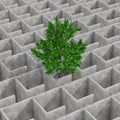 Green Tree Lost in Mysterious Infinite Concrete Maze Labyrinth Structure. 3d Rendering