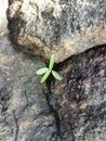 A green tree made of stone. Suitable for a background. Can be used for a photo.