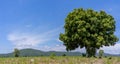 Green tree on a meadow, with clear blue sky in the background Royalty Free Stock Photo