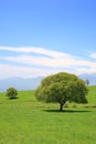 Green tree on a meadow Royalty Free Stock Photo
