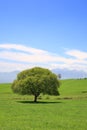 Green tree on a meadow Royalty Free Stock Photo
