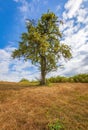 Green tree with apples on a meadow on sunny day. Landscape view of Lonely tree on the hill with blue sky background Royalty Free Stock Photo