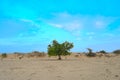 green tree middle of the desert Royalty Free Stock Photo