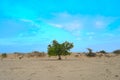 green tree middle of the desert