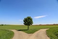 Green tree in the middle of two different roads - the concept of the right to choose Royalty Free Stock Photo