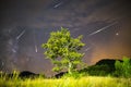 Green tree Milky way Meteor Shower Royalty Free Stock Photo