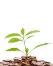 Green tree on money land Royalty Free Stock Photo