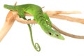 Green Tree Monitor Lizard Royalty Free Stock Photo