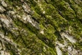 Green tree moss