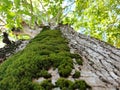 Green Tree Moss Close-Up Royalty Free Stock Photo