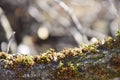 Green tree moss closeup background. Royalty Free Stock Photo