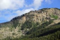 Green tree in the Mountain of Independence Pass