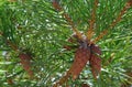 Green tree nature pine kidney branches summer branch food spider outdoors fruit flora needle autumn plant wood cone flower leaves