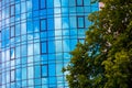 Green tree near a modern multi-storey building with a glass facade Royalty Free Stock Photo