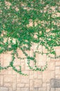 Green tree on old brick wall Royalty Free Stock Photo